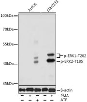 Phospho-ERK1-T202 + ERK2-T185 Rabbit pAb