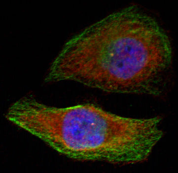 Phospho-ERK1-T202 + ERK2-T185 Rabbit pAb