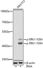 Phospho-ERK1-Y204 Rabbit pAb