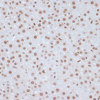 Phospho-ERK1-Y204 Rabbit pAb