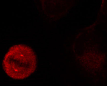 Phospho-ERK1-Y204 Rabbit pAb