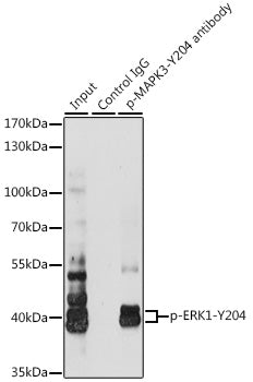 Phospho-ERK1-Y204 Rabbit pAb