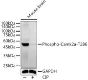 Phospho-Camk2-T286 Rabbit pAb