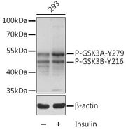 Phospho-GSK3β-Y216 + GSK3α-Y279 Rabbit pAb