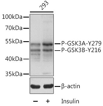Phospho-GSK3β-Y216 + GSK3α-Y279 Rabbit pAb