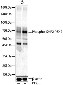 Phospho-SHP2-Y542 Rabbit pAb