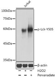Phospho-Lck-Y505 Rabbit pAb