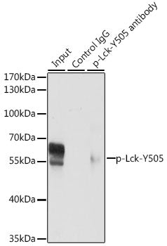 Phospho-Lck-Y505 Rabbit pAb