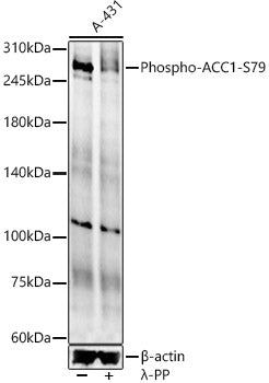 Phospho-ACC1-S79 Rabbit pAb