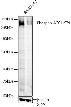 Phospho-ACC1-S79 Rabbit pAb