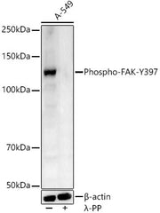Phospho-FAK-Y397 Rabbit pAb