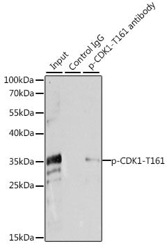Phospho-CDK1-T161 Rabbit pAb