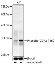 Phospho-CDK2-T160 Rabbit pAb