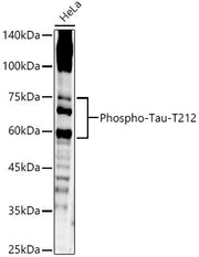 Phospho-Tau-T212 Rabbit pAb
