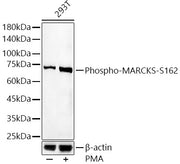 Phospho-MARCKS-S162 Rabbit pAb