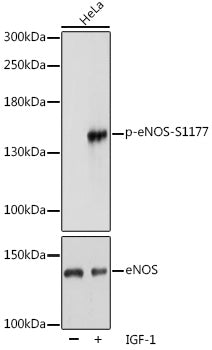 Phospho-eNOS-S1177 Rabbit pAb