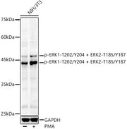 Phospho-ERK1-T202/Y204 + ERK2-T185/Y187 Rabbit pAb