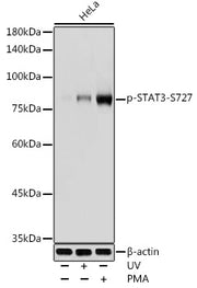 Phospho-STAT3-S727 Rabbit pAb