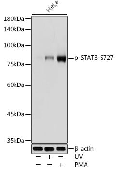 Phospho-STAT3-S727 Rabbit pAb