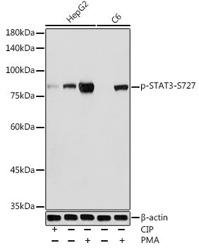 Phospho-STAT3-S727 Rabbit pAb