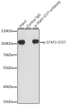 Phospho-STAT3-S727 Rabbit pAb