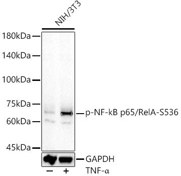 Phospho-NF-kB p65/RelA-S536 Rabbit pAb