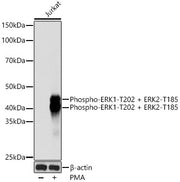 Phospho-ERK1-T202 + ERK2-T185 Rabbit mAb