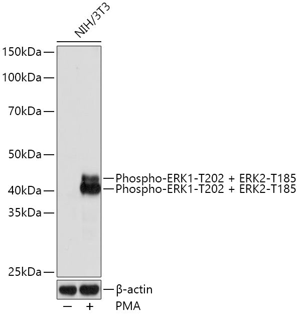 Phospho-ERK1-T202 + ERK2-T185 Rabbit mAb