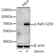 Phospho-Raf1-S259 Rabbit pAb