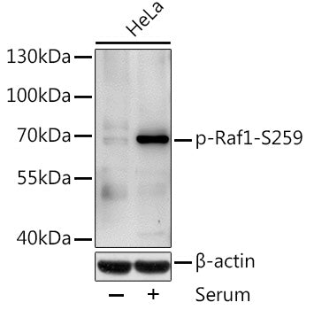 Phospho-Raf1-S259 Rabbit pAb