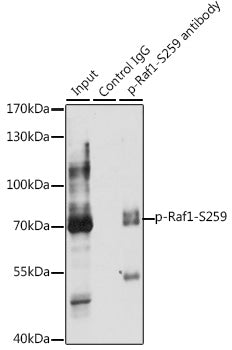 Phospho-Raf1-S259 Rabbit pAb