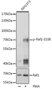 Phospho-Raf1-S338 Rabbit pAb