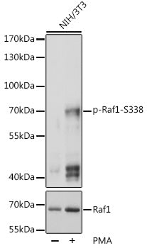 Phospho-Raf1-S338 Rabbit pAb