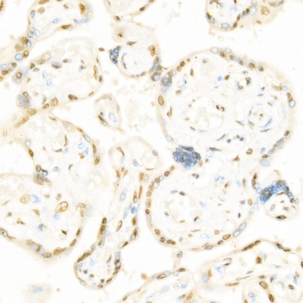Phospho-Raf1-S338 Rabbit pAb