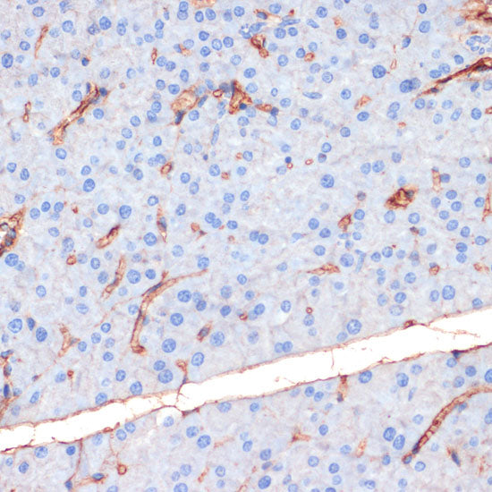 Phospho-eNOS-S1177 Rabbit pAb
