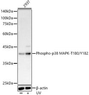 Phospho-p38 MAPK-T180/Y182 Rabbit pAb