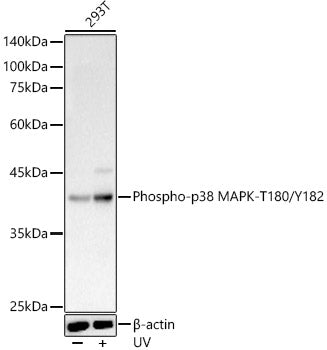 Phospho-p38 MAPK-T180/Y182 Rabbit pAb