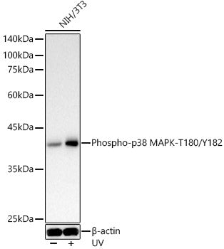 Phospho-p38 MAPK-T180/Y182 Rabbit pAb