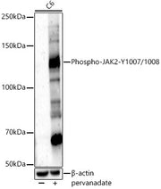 Phospho-JAK2-Y1007/1008 Rabbit pAb