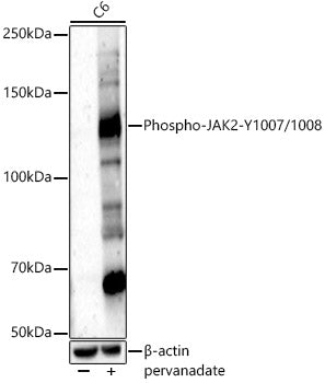 Phospho-JAK2-Y1007/1008 Rabbit pAb