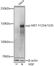 Phospho-MET-Y1234/1235 Rabbit pAb