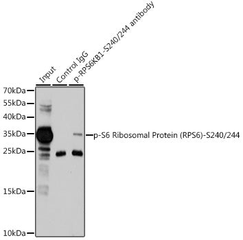 Phospho-S6 Ribosomal Protein (RPS6)-S240/244 Rabbit pAb
