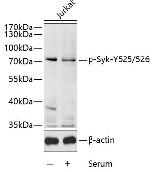 Phospho-Syk-Y525/526 Rabbit pAb