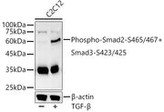 Phospho-Smad2-S465/467 + Smad3-S423/425 Rabbit pAb
