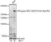 Phospho-IRS1-S307(Human Specific) Rabbit pAb