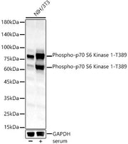 Phospho-p70 S6 Kinase 1-T389 Rabbit pAb