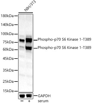 Phospho-p70 S6 Kinase 1-T389 Rabbit pAb
