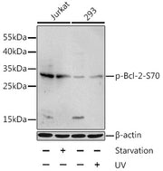 Phospho-Bcl-2-S70 Rabbit pAb