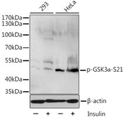 Phospho-GSK3α-S21 Rabbit pAb