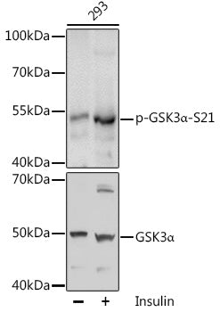 Phospho-GSK3α-S21 Rabbit pAb